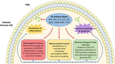 Understanding and Exploiting the Effect of Tuberculosis Antimicrobials on Host Mitochondrial Function and Bioenergetics